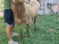 میش, Hissar sheep — عکس 3