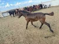 Жребец, Kazakh horse — снимка 3
