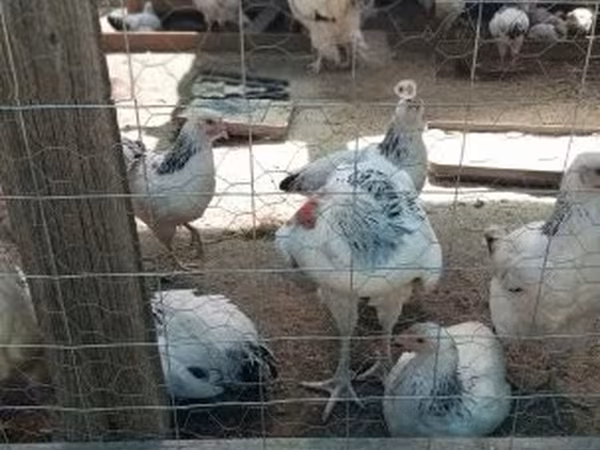 Суссекс