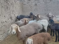 암양, Arashan sheep — 사진 6