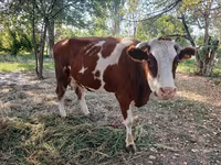 Kuh, Simmental cattle — Foto 2