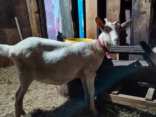 Geit, Alpine goat