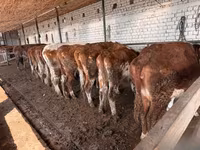 วัวตัวเมีย, Simmental cattle — รูปภาพ 6