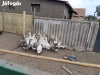 Geese — foto 1