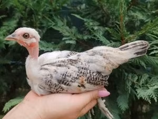 Guinea fowl