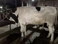 Býk, Simmental cattle — foto 5