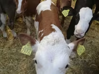 Skot (série, pohlaví neuvedeno), Simmental cattle — foto 6