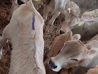 گاو نر, Simmental cattle — عکس 2
