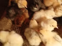 Chickens — الصورة 2