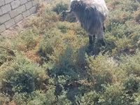 Kozel, Damask goat — foto 3