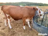 Krava, Simmental cattle — foto 3