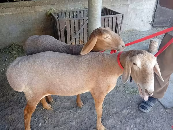 میش, Arashan sheep