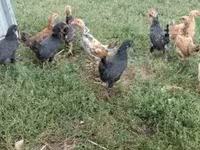 Chickens — 4-сурет