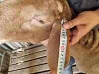 Kambing jantan, Arashan sheep — foto 7
