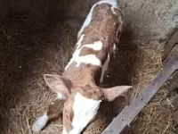 วัวตัวเมีย, Simmental cattle — รูปภาพ 6