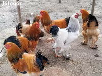 براهما — عکس 2