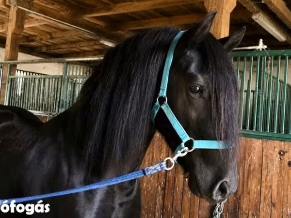 ঘোড়া, Friesian