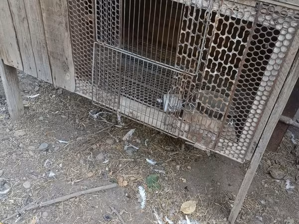 Самодельные клетки для кроликов