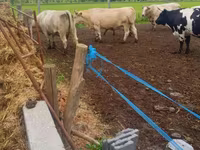 Lembu betina, Charolais cattle — foto 2