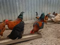 Chickens — zdjęcie 3