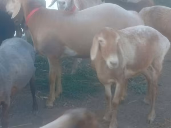 Schaf, Edilbay sheep