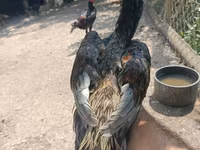 Chickens — عکس 3