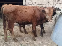 Banteng, Swiss cattle — foto 1