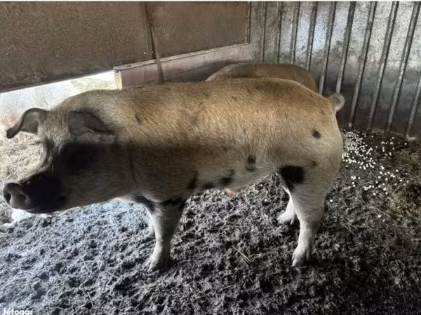 Boar,  — Hungary