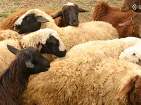 Ram, Sheep — photo 1