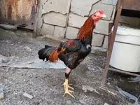 Chickens — sawirka 8