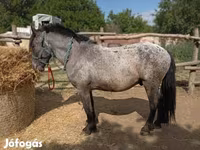 公马, Appaloosa — 照片 3
