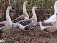 Geese — foto 2