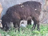 숫양, Arashan sheep — 사진 3