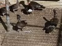 Ducks — عکس 2