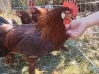 Chickens — снимка 3