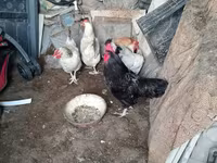 Chickens — عکس 1