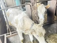 วัวตัวเมีย, Swiss cattle — รูปภาพ 3