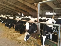 گائے, Russian Black pied cattle — تصویر 2