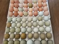 Chickens — عکس 4