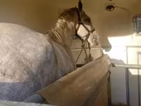 Kůň, Lipizzaner — foto 1