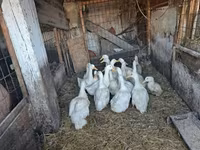 Ducks — புகைப்படம் 4