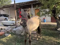 Ngựa đực, Tiger horse — ảnh 1