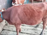 Lembu betina, Cattle — foto 3