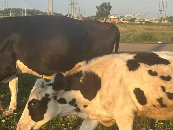 گائے, Swiss cattle
