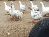 Geese — zdjęcie 4