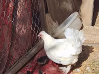Chickens — تصویر 3