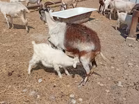 بز ماده, Toggenburg goat — عکس 5
