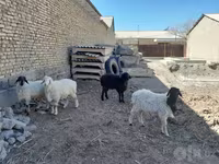 قوچ, گوسفند — عکس 2