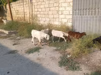 Kambing jantan, Goats — foto 3