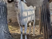 Keçi, Saanen goat — foto 1